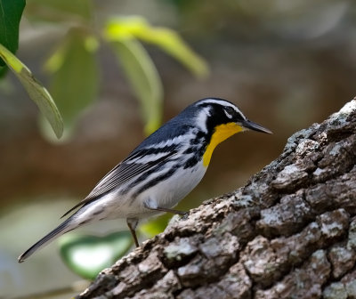 Yellow-throated Warbler