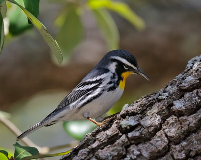 Yellow-throated Warbler