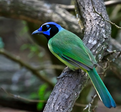 Green Jay