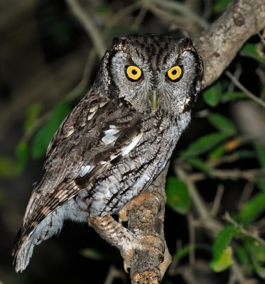 Eastern (McCall's) Screech-Owl