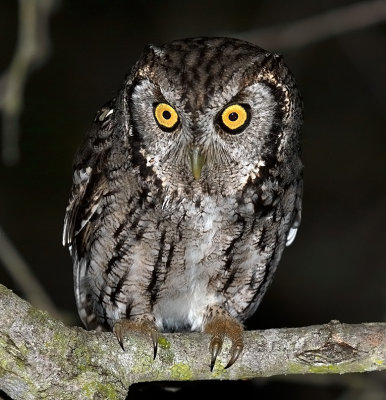 Eastern (McCall's) Screech-Owl