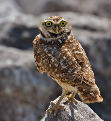 Burrowing Owl