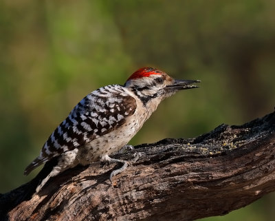Ladder-backed Woodpecker