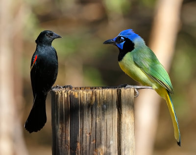 Green Jay and Red-winged Blackbird