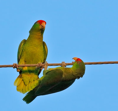 Red-crowned Parrots