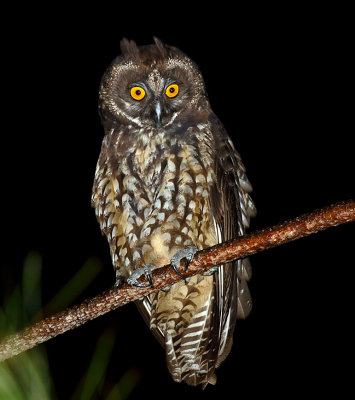 Stygian Owl