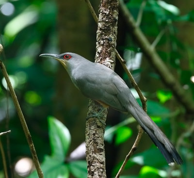 Hispaniolan Lizard-Cuckoo