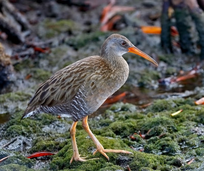 Clapper Rail