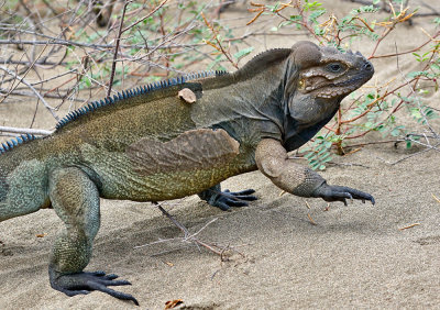 Rhinoceros Iguana