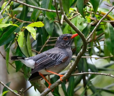 Red-legged Thrush