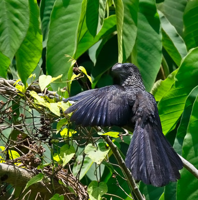 Smooth-billed Ani