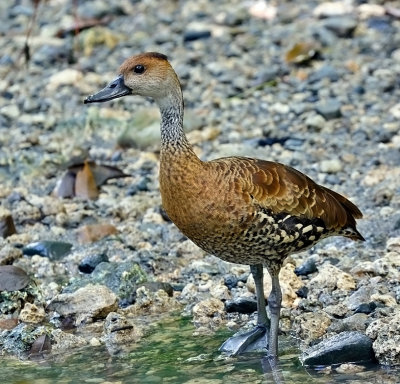 West Indian Whistling-Duck