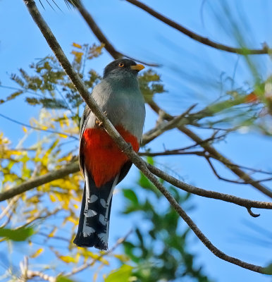 Hispaniolan Trogon