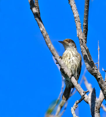 Antillean Piculet