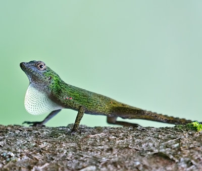 Dominican Giant Anole