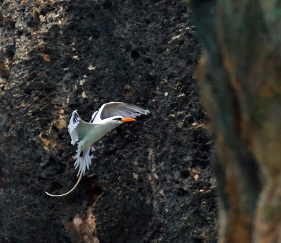 White-tailed Tropicbird