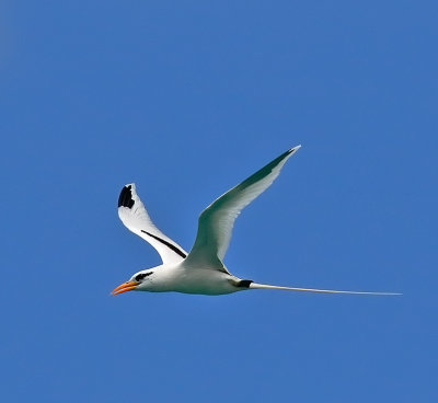 White-tailed Tropicbird