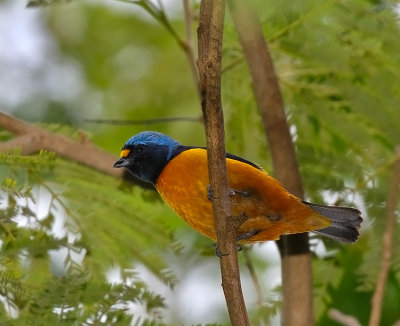 Antillean Euphonia