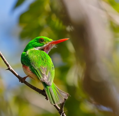 Broad-billed Tody