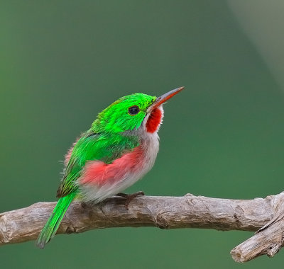 Broad-billed Tody