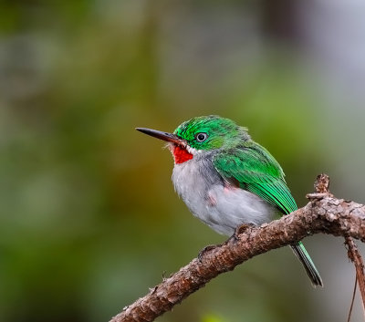 Narrow-billed Tody