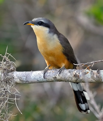 Mangrove Cuckoo