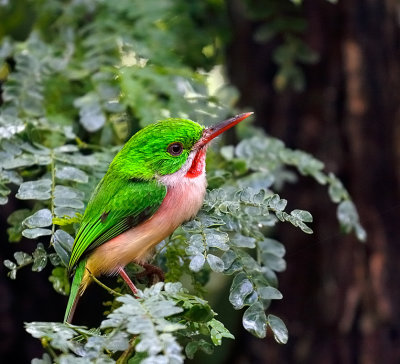 Broad-billed Tody