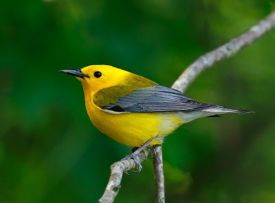 Prothonotary Warbler