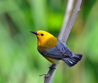 Prothonotary Warbler