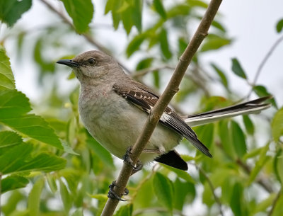 Northern Mockingbird