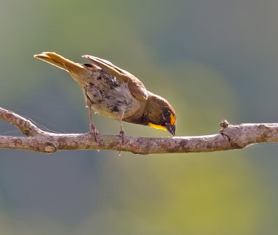 Yellow-faced Grassquit