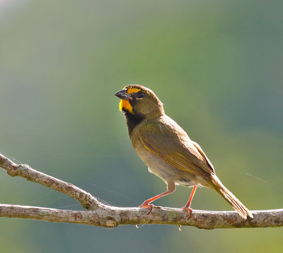 Yellow-faced Grassquit