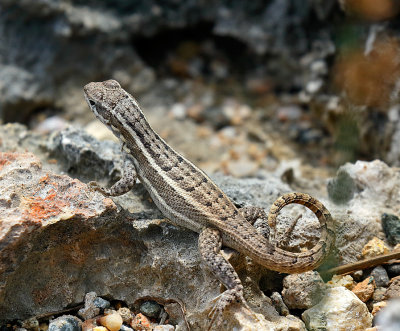 Hispaniolan Maskless Curlytail