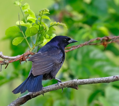 Shiny Cowbird