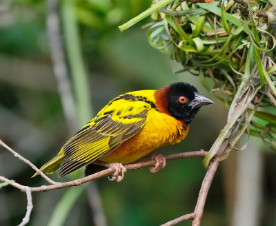 Village Weaver