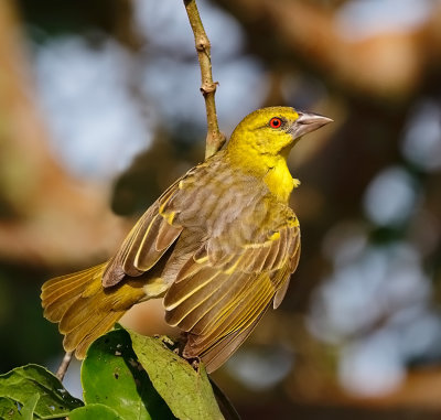 Village Weaver