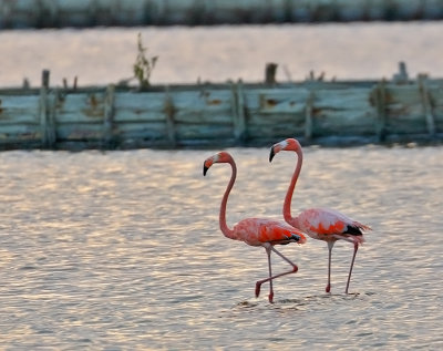 American Flamingos