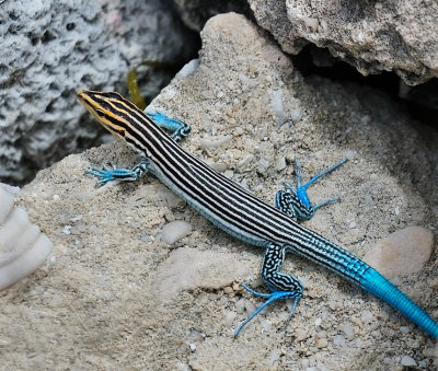 Hispaniolan Pygmy Blue-tailed Ameiva