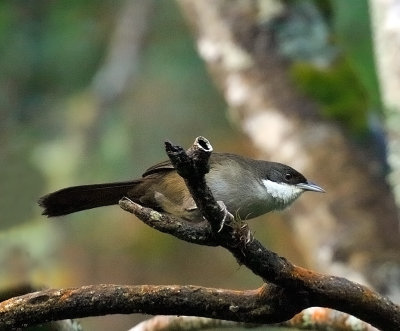 Western Chat-Tanager