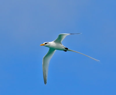 White-tailed Tropicbird