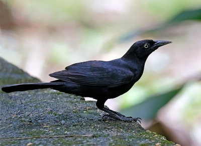 Greater Antillean Grackle