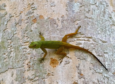Dominican Giant Anole