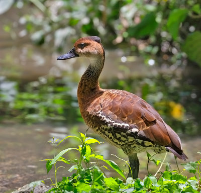 West Indian Whistling-Duck