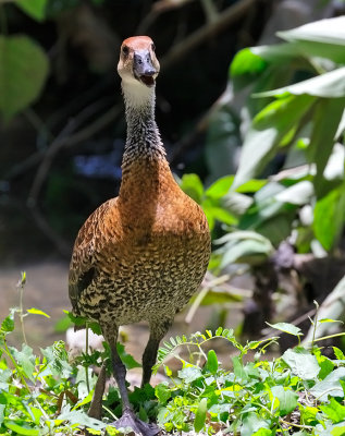 West Indian Whistling-Duck