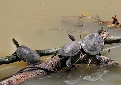 Antillean Sliders