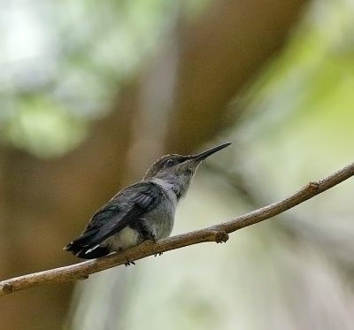 Vervain Hummingbird