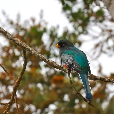 Hispaniolan Trogon