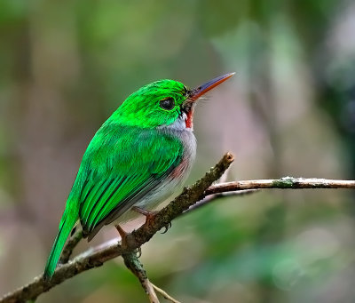 Broad-billed Tody