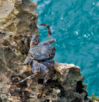 Common Blue Crab