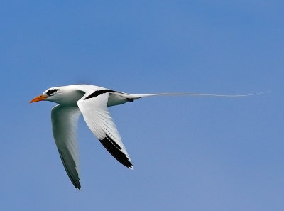 White-tailed Tropicbird